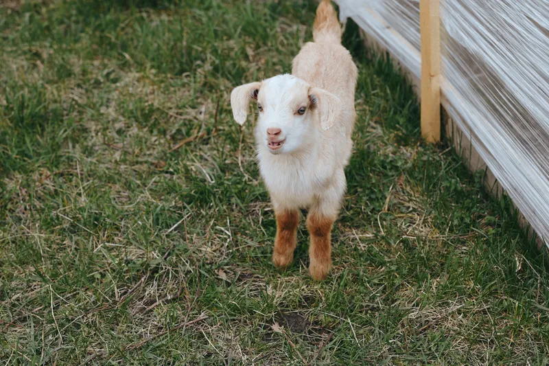 Young baby goat stands on green grass near a wooden fence in a natural outdoor setting, showcasing a peaceful and rustic lifestyle scene with soft natural light.