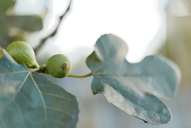 Fig closeup of young green fig and large lobed leaf on fig tree in natural light, summer garden macro shot with fresh botanical detail, soft bokeh background and organic fruit growth.