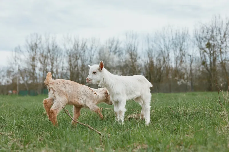 Goat goats field outdoors playful kid animal nature scene with two young goats in a grassy meadow under soft daylight, capturing a curious, friendly mood and natural colors