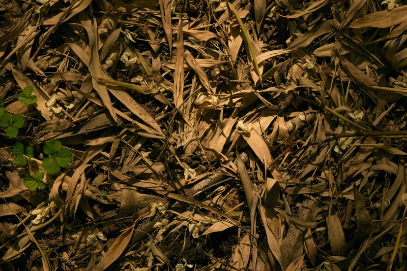 Dry leaves bamboo leaves foliage on ground closeup texture nature autumn seasonal decay, layered brown leaf litter with small green plants and dramatic low light for organic detail.