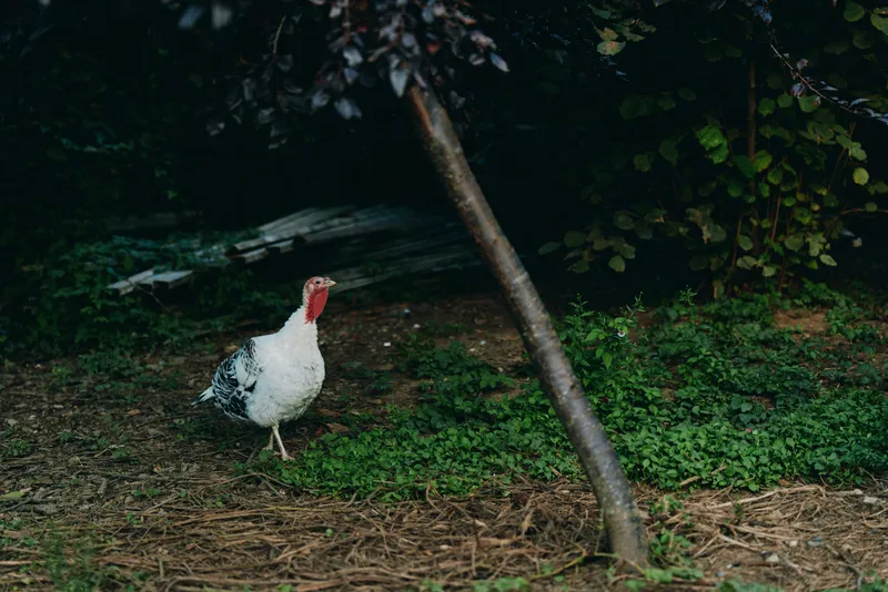 Turkey bird on a farm, white turkey with red wattle foraging outdoors under trees; adult domestic poultry in a shaded rural yard, calm stance for agriculture and nature lifestyle.