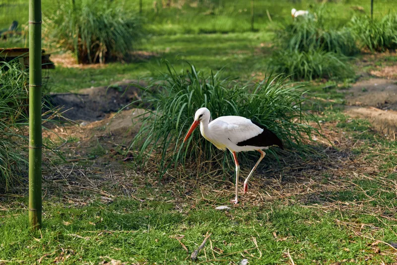 Stork bird white beak grass nature wading leg: white stork with visible beak and slender leg walking through grass in natural wetland, foraging calmly among reeds and sunlit meadow habitat.