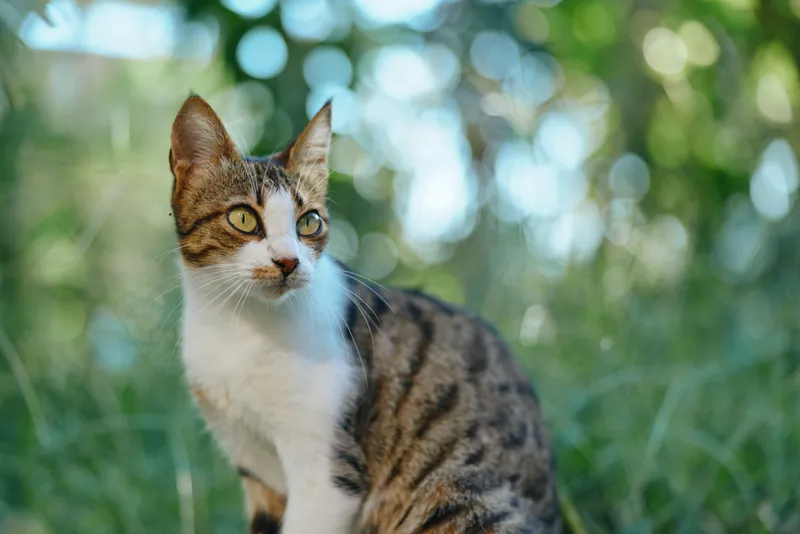A curious tabby cat stands outdoors in a leafy garden, alert and attentive, basking in natural light. The serene scene conveys peaceful companionship and simple moments of nature.
