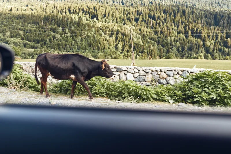 Cow walking roadside by car window