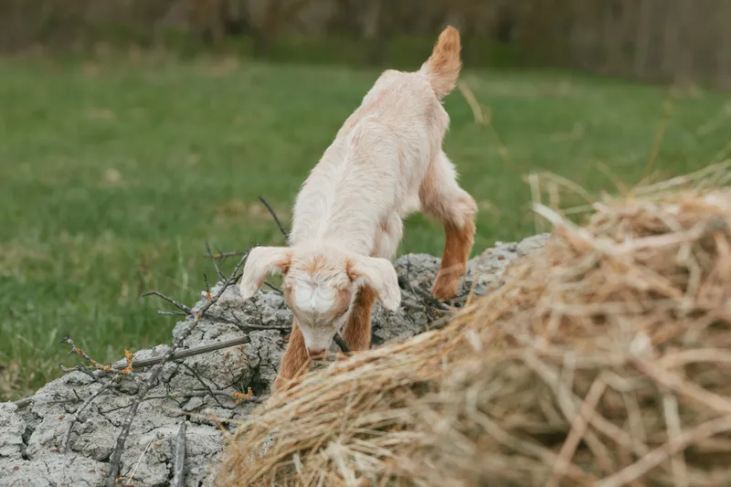 Young baby goat climbs over a pile of rocks and dry grass in a green outdoor area enjoying a natural and playful moment in a rural lifestyle setting.