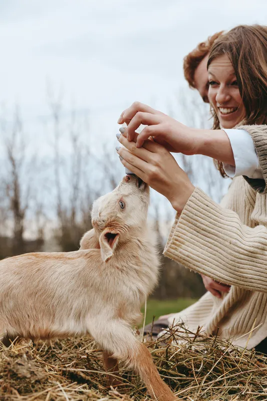 Joyful woman outdoors, feeding a curious goat kid, warm sweater, natural light, gentle touch, rustic ground, countryside mood, candid moment, fresh air