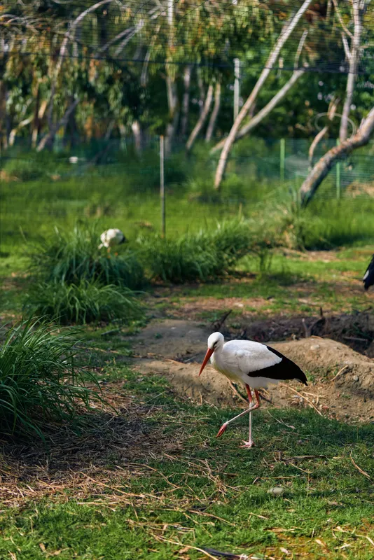 Stork bird white walking grass nature in a sunlit park, single adult wading through green reeds and shallow ground, long beak and legs searching for insects, frogs and small freshwater prey.