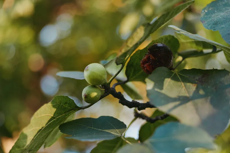 Fig, fig tree, unripe fig, ripe fig, branch, leaves, closeup, bokeh Closeup of a fig tree branch with green unripe figs and a single dark ripe fig hanging among large leaves in warm summer light.