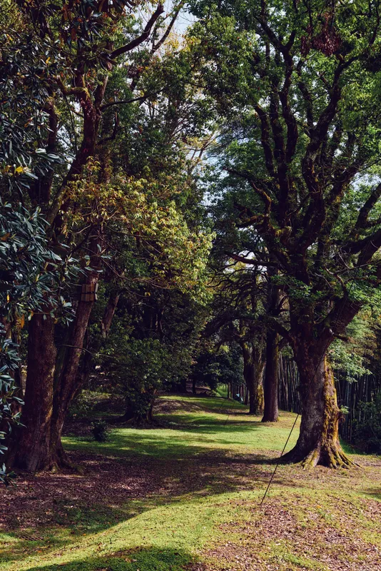 Forest trees path grass sunlight nature, shaded woodland trail with tall trunks and dappled light, green canopy over a grassy walkway, peaceful natural park scene for outdoor relaxation