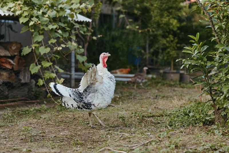 Turkey, male turkey, strutting, backyard, rural farm, poultry: Adult tom turkey with red wattle strutting and walking in a rustic backyard garden near woodpile and shed, alert farm lifestyle scene.