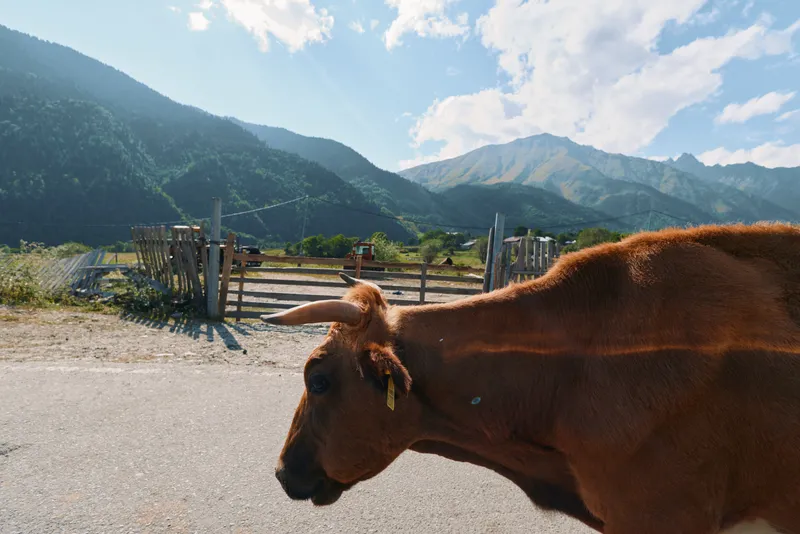 A curious brown cow stands near a rustic wooden fence on a sunny day, with distant mountains and a blue sky creating a peaceful rural scene.