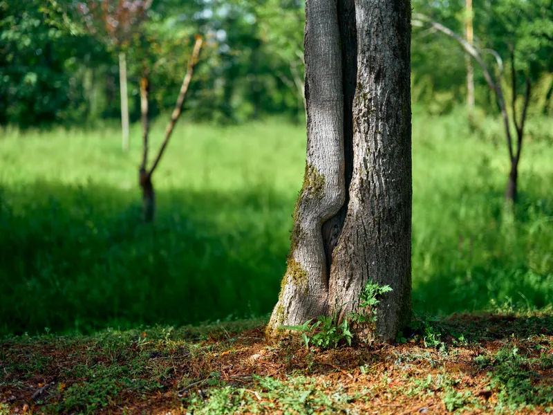 Tree trunk in forest with moss and green grass, nature scene bathed in warm sunlight, close-up of textured bark and roots in a peaceful woodland clearing with soft depth.