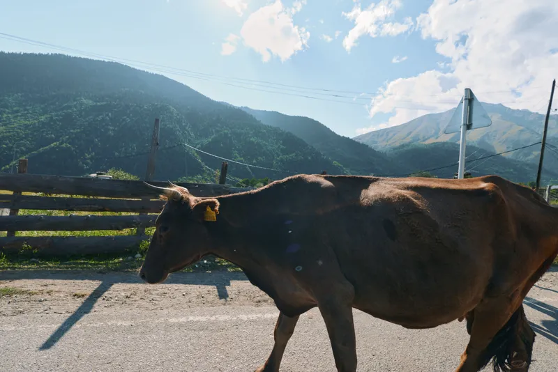 A solitary cow walks along a rural road with rugged mountains in the background under a bright sky, creating a peaceful, pastoral scene of countryside life.