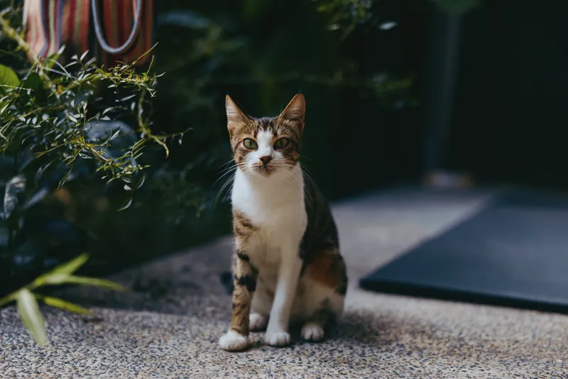 Adult tabby cat with short fur sitting on a textured porch near potted plant, domestic pet looks alert and curious while posing for a lifestyle pet portrait in urban outdoor space.