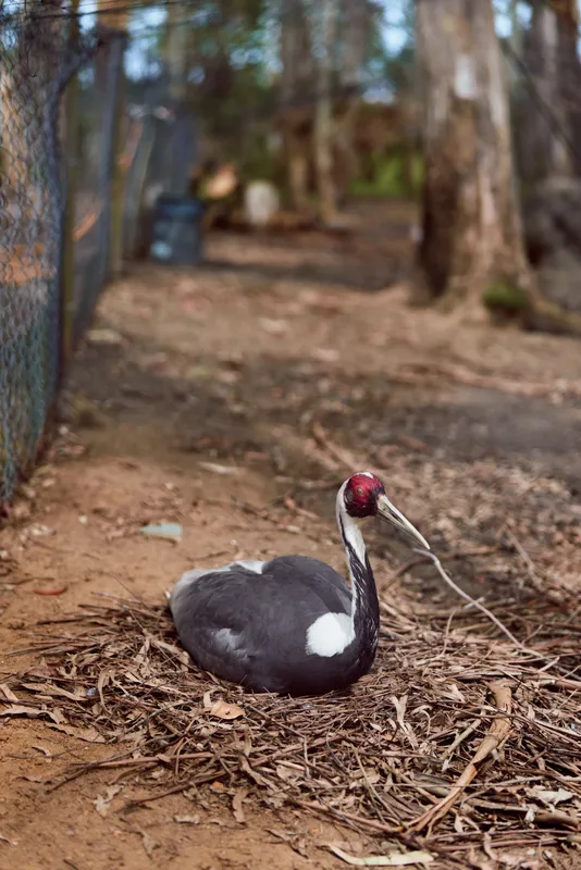 Bird swan nest forest ground wildlife nature waterfowl on dry leaf litter, adult swan sitting on nest near trees and fence, calm resting scene in natural park habitat.