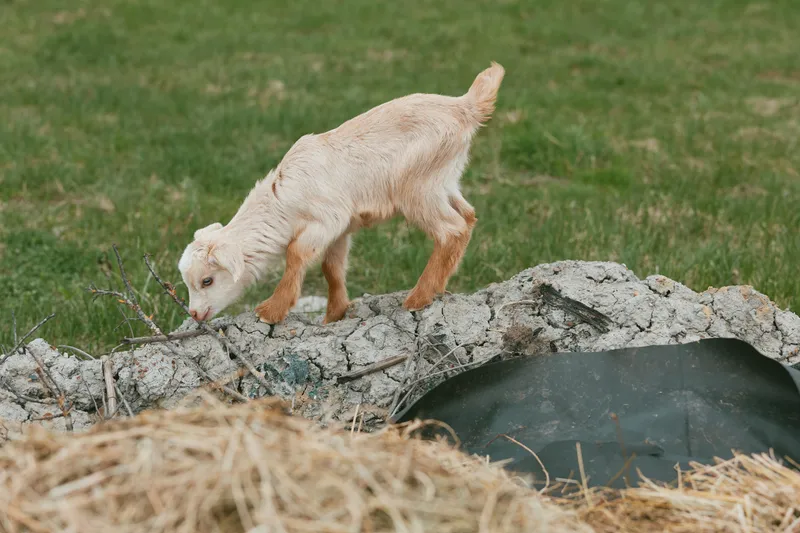 Goat kid explores rocky terrain beside straw on a rural farm, curious pose and pale fur create a simple rustic lifestyle scene suitable for nature and countryside stories and warmth online
