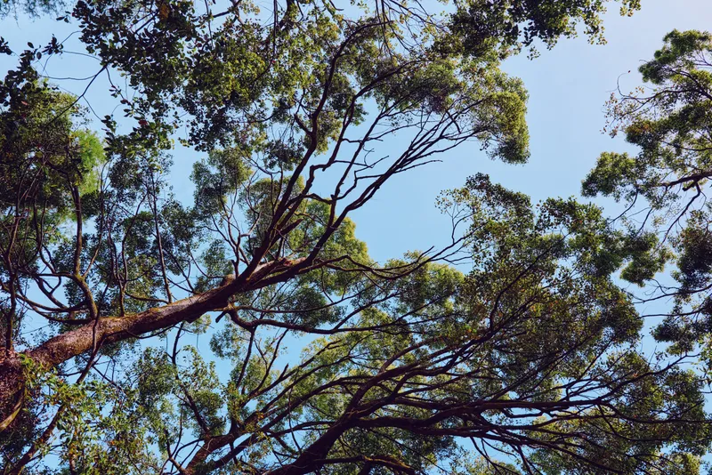 Trees canopy branches leaves and blue sky in a forest scene, upward view with sunlight filtering through green foliage, natural texture and peaceful outdoor environment for relaxation