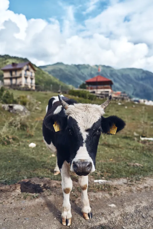 cow pasture mountain farm authenticity inclusivity