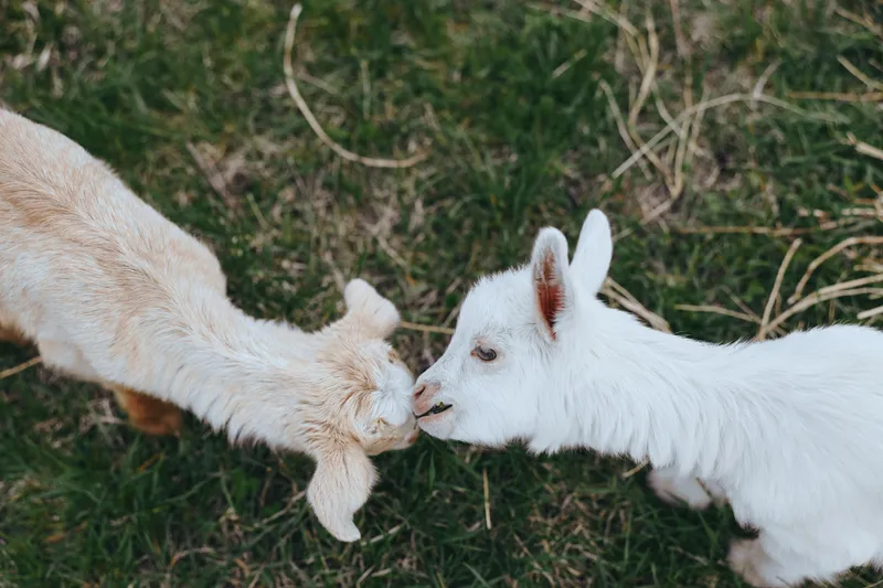 Goat, kid, animals, outdoor, nature, friendship, interaction, closeup, gentle, playful moment in a sunlit meadow as two young goats greet nose to nose, candid outdoor scene with grass and foliage,