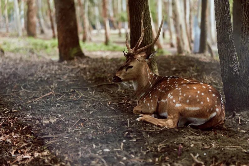 Deer stag with antlers resting in shaded forest, spotted coat visible among leaf litter and trees. Wildlife nature scene with peaceful woodland habitat and calm animal.