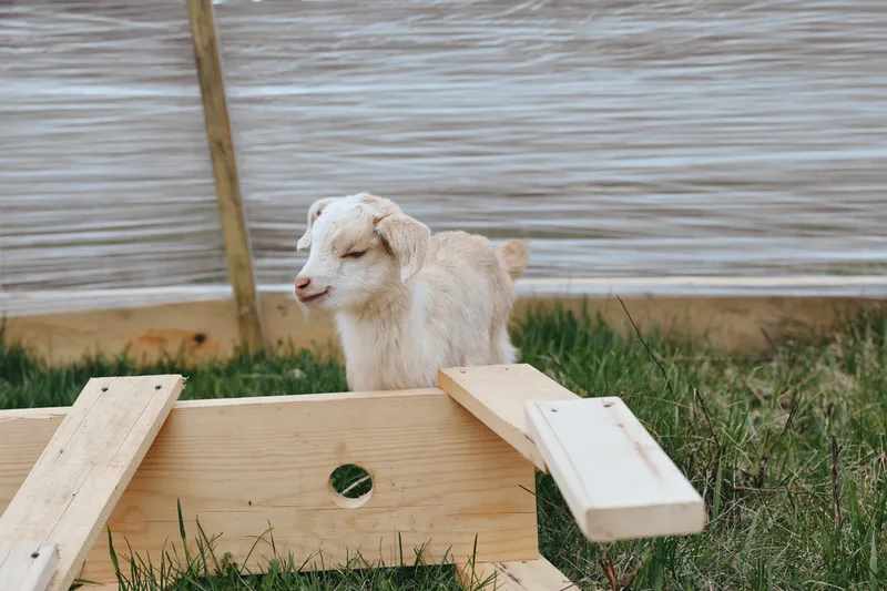 Goat kid outdoors under sunlight, an animal in the countryside setting. The scene features a wooden ramp and lush grass, conveying a playful, relaxed mood in a sunny rural moment