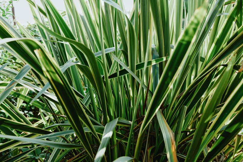 Closeup of dense green leaves and sharp blades forming a rich natural texture, ideal for garden design, landscaping, interior greenery, and plant arrangement ideas.