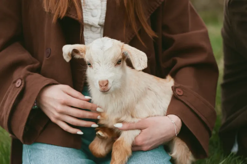 Goat kid sits on a woman’s lap outdoors, both dressed in casual brown jackets. A closeup captures companionship with nature, rustic lifestyle, and warm, gentle light