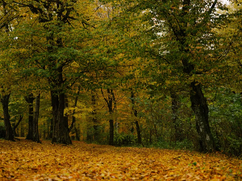 Осенний лес, деревья, красота природы
