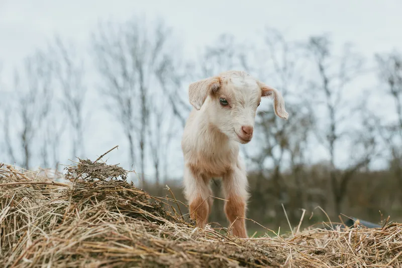 Goat kid standing on hay in a rural pasture, outdoors scene with bare trees. Curious, playful expression conveys farm life, nature, and rustic charm in a fresh countryside moment.