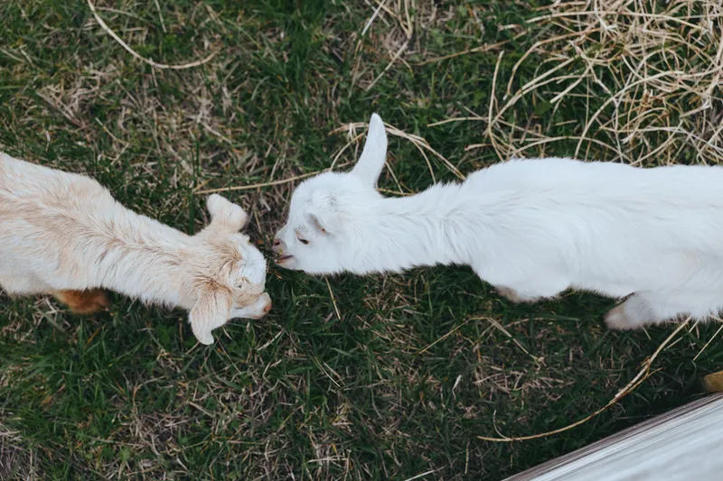 Two goats nuzzle on a grassy field, capturing a candid farm lifestyle moment with gentle interaction between animals, natural light, outdoor rural scene, peaceful daytime atmosphere and authentic