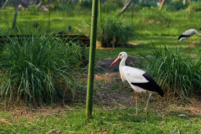 Stork bird in wetlands and tall grass near a pond, white plumage and long red beak visible, standing on one leg among reeds and bamboo pole in green nature habitat and peaceful environment.