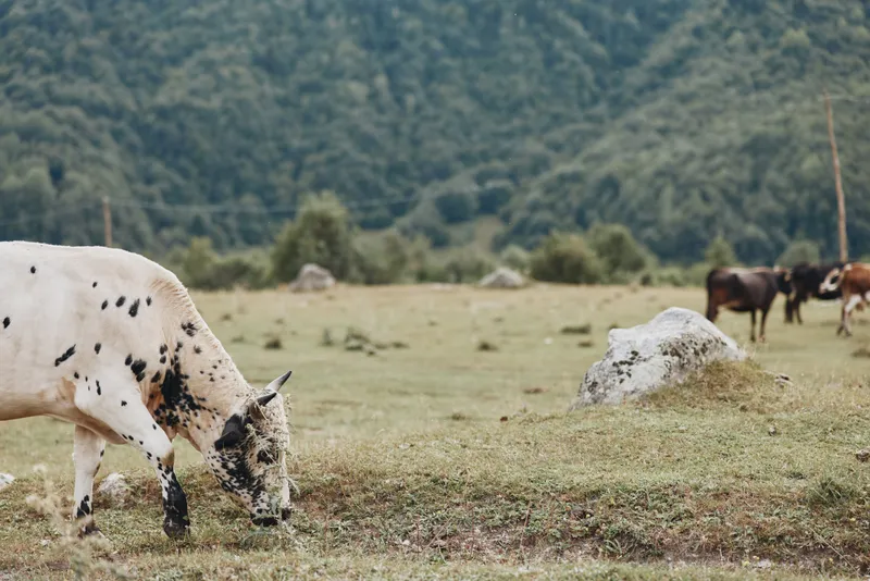 Cows grazing in a grassy meadow, spotted cow in foreground and herd in distance, rural pasture scene with rolling hills and landscape, peaceful nature livestock grazing