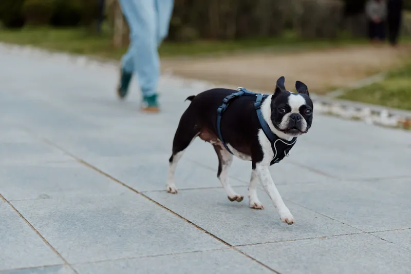 Boston terrier dog walking on paved path outdoors with blurred person in casual jeans in background in natural light