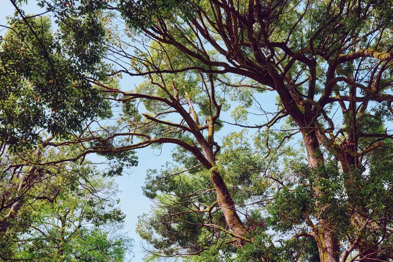 Trees canopy with sunlight filtering through leaves and branches in a green forest under blue sky, nature scene showing tall trunks, bark texture and peaceful outdoor atmosphere