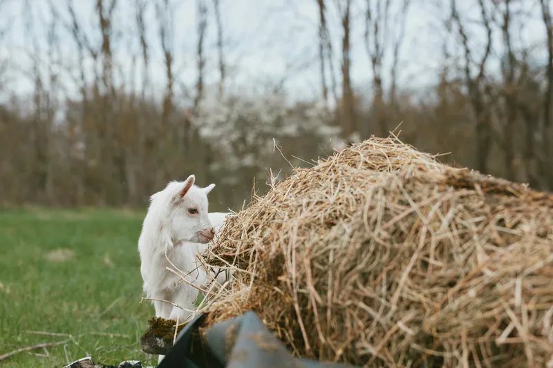 Goat kid exploring a hay bale in a rural field, curious pose in a natural outdoor scene, warm farm atmosphere, wholesome mood, gentle animal moment, pastoral lifestyle.