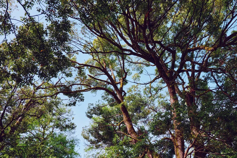 Trees canopy branches leaves sky forest foliage nature create a layered treetop view with dappled sunlight and textured trunks, looking upward in a peaceful outdoor woodland landscape.