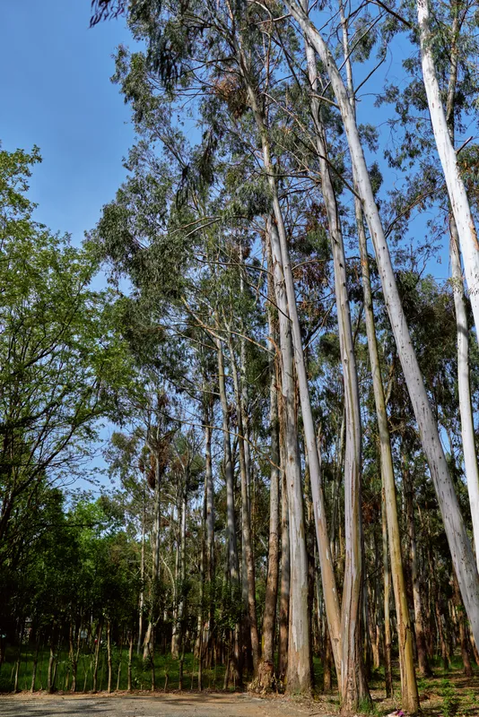 Trees eucalyptus forest trunks woodland sky tall nature: vertical eucalyptus trunks rising in sunlit woodland, textured bark and leafy canopy with a dirt path and clear blue sky above.