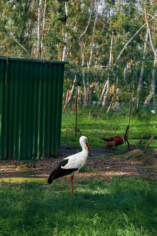 Stork bird white black long legged beak grass standing near green shelter in rural enclosure. Solitary wader with red legs and upright neck in meadow with birch trees and shade