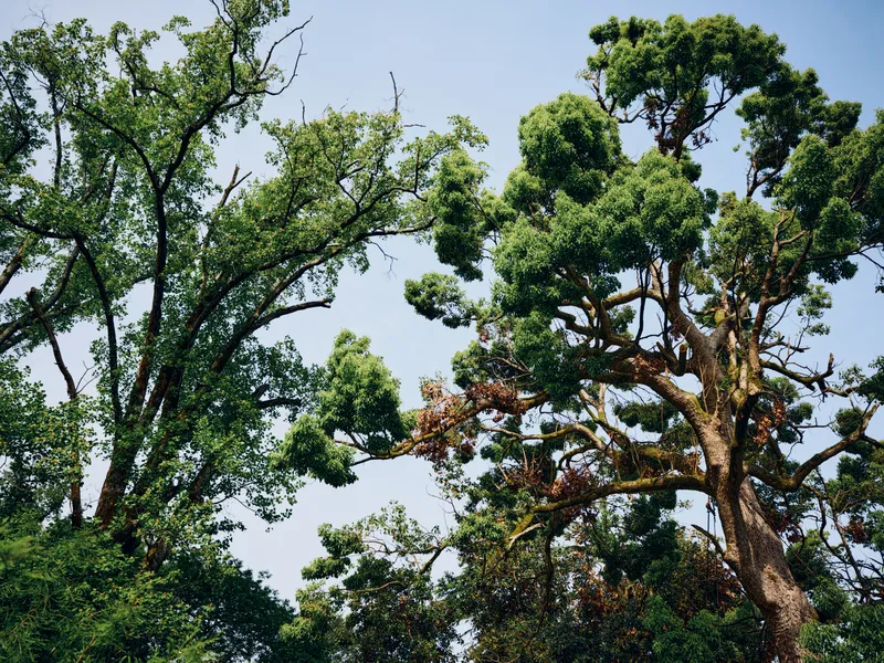 Trees canopy foliage leaves sky forest green branches against clear blue sky, natural woodland scene with textured bark and sunlight filtering through dense summer greenery.