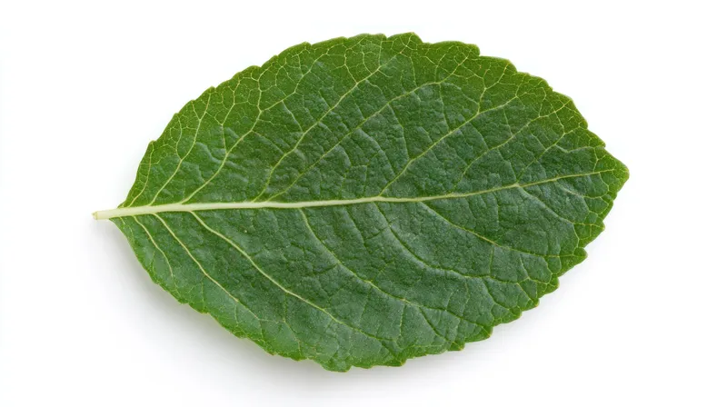 Этот свежий зеленый лист на белом фоне подчеркивает его детальную текстуру и яркие цвета