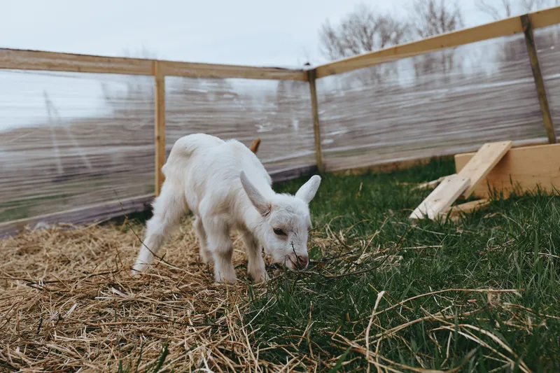 Goat kid in a sunlit yard, exploring straw, wooden fence, and grassy ground, a cheerful outdoor moment that captures rustic rural charm, playful curiosity, and a simple farm lifestyle