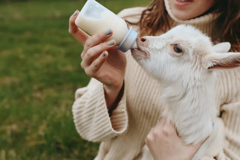 Bright outdoor moment with a woman bottle feeding a curious goat kid, warm light, cozy sweater, relaxed posture, lush grass background, gentle bond, natural colors, simple rural scene, wholesome