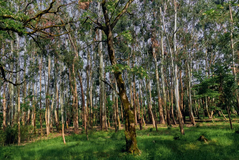 Forest birch trees woodland nature grass green trunks and mossy undergrowth with dappled sunlight, peaceful canopy and textured bark in a serene rural landscape for outdoor scenery.