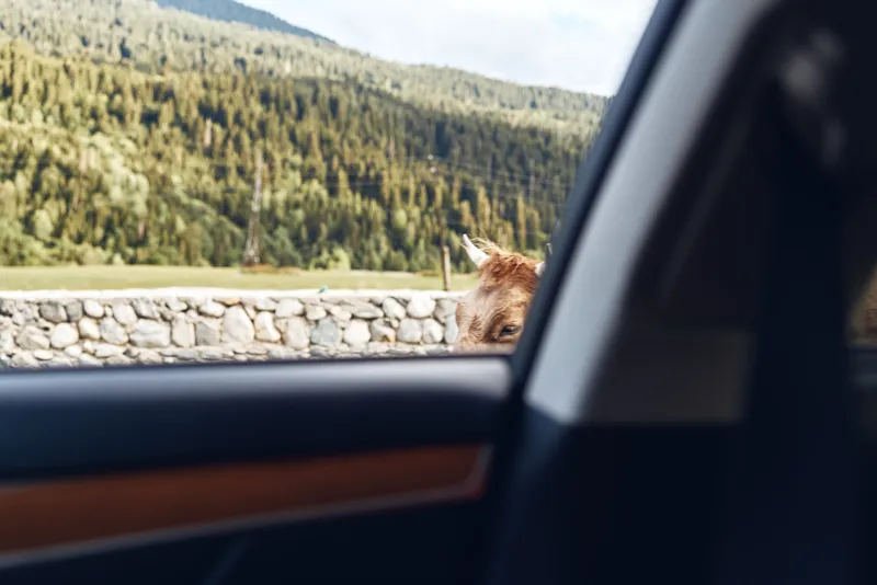 Dog peers through a car window as a scenic landscape glides by, capturing travel energy and tranquil outdoor vibes.