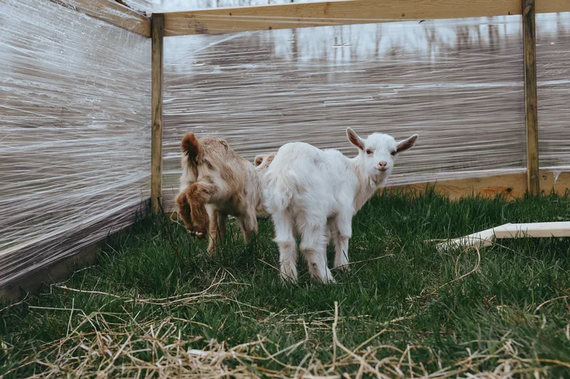 Two goat kids in a sunlit farm pen stand on green grass beside a wooden fence, expressing curiosity and playfulness. A candid rural moment capturing livestock life and gentle farm atmosphere.