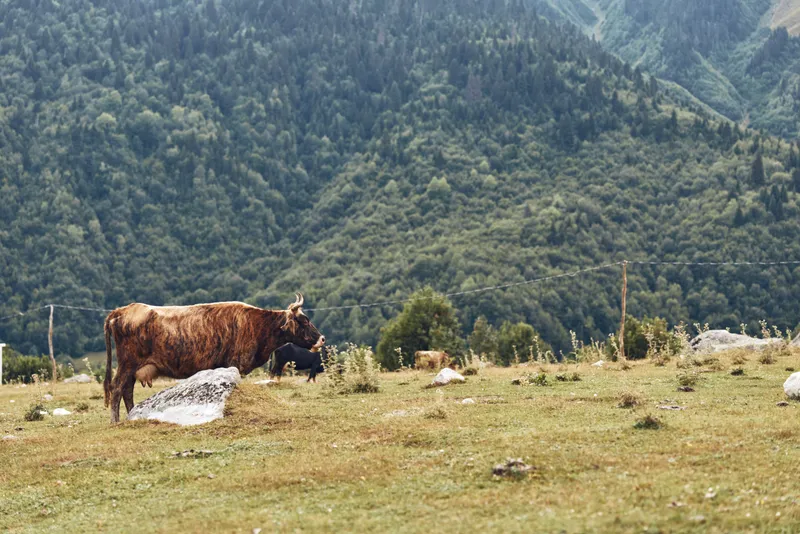 Pastoral scene shows a cow grazing in a lush pasture with a meadow foreground and distant mountains under clear daylight, creating a tranquil rural landscape full of open space
