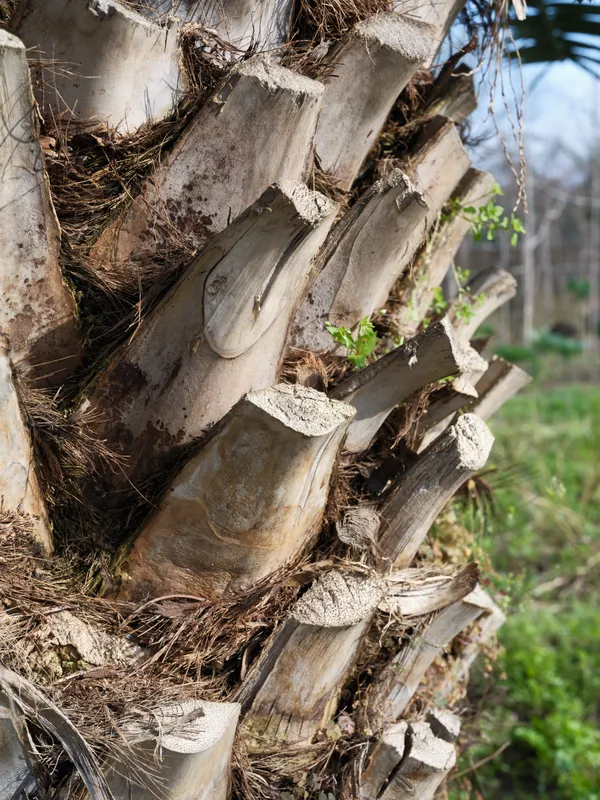 Woman lifestyle home repair scene, broken wood fence outdoors with rustic debris, cobweb and splintered boards, natural daylight, close up texture, blurred garden background