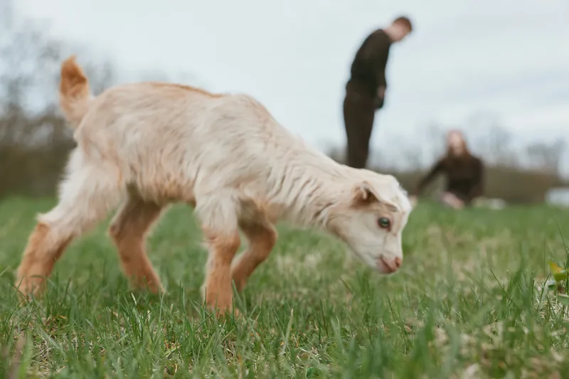 Goat kid exploring a grassy field outdoors, warm sunlight highlights fluffy fur, curious posture, gentle breeze, rural countryside mood, distant people blurred, tranquil and natural scene