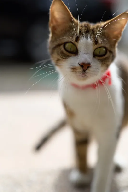 Curious tabby cat with green eyes walks towards the camera wearing a red collar in soft natural light on an outdoor surface.