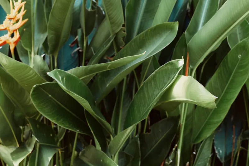 Lush tropical plant with broad green leaves and a hint of orange flower, indoor garden vibe, natural light, close up on texture and vibrant foliage, serene green scenery for lifestyle use